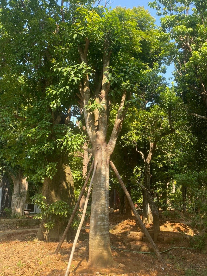 Cây Sala (Đầu Lân) 4