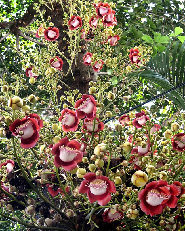 Cây Sala (Đầu Lân)