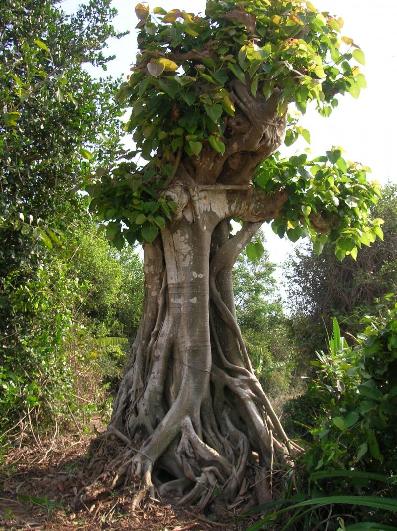 Cây bồ đề 2