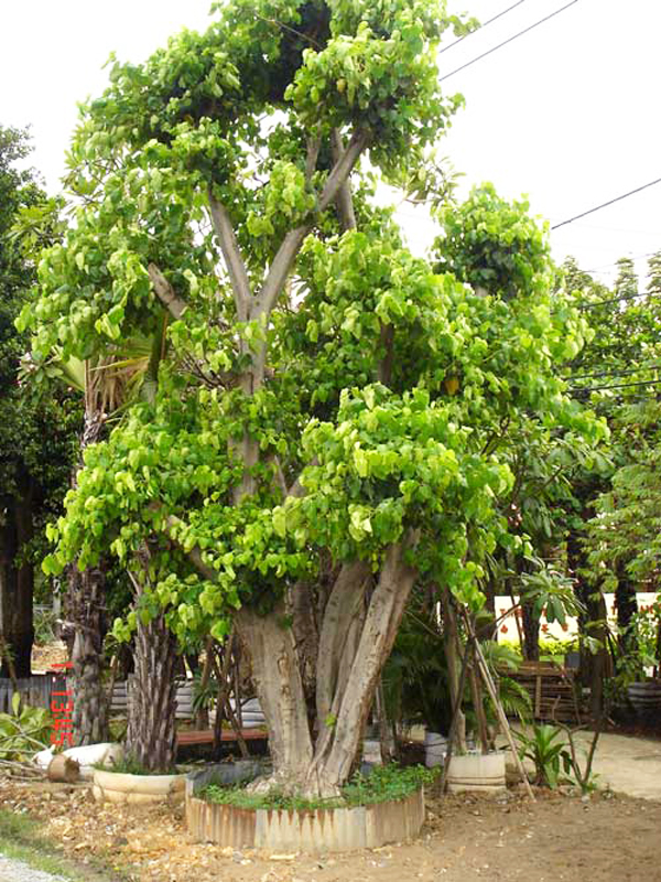 Cây bồ đề 3
