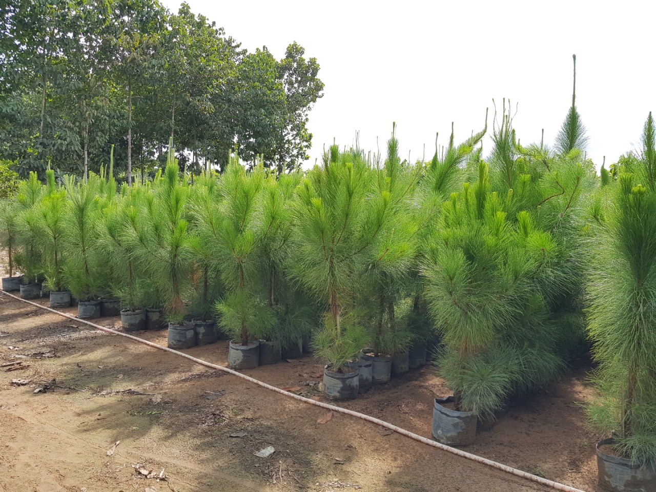 Cây thông caribe 2