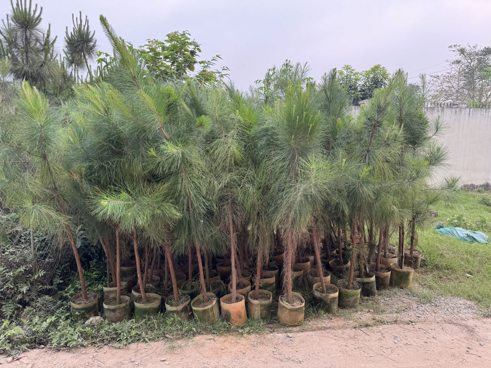 Cây thông caribe 3