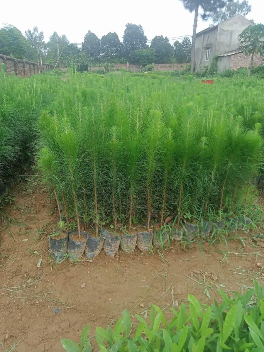 Cây thông caribe 4