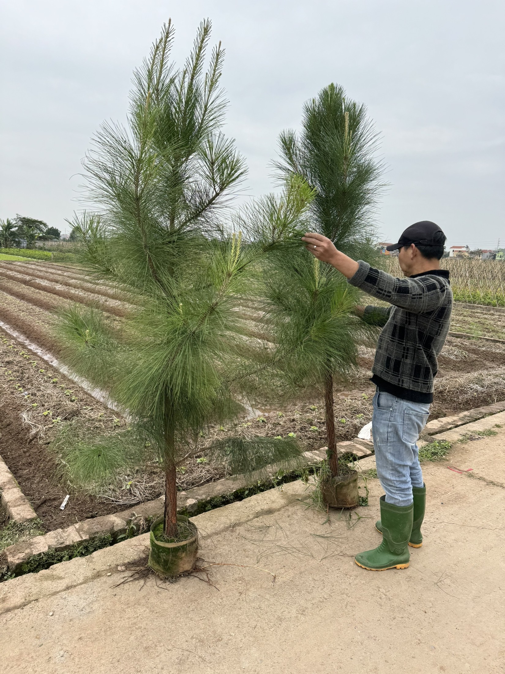 Cây thông 3 lá 3