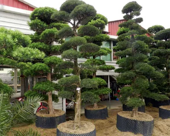 Cây Tùng La Hán 2