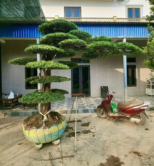 Cây Tùng La Hán 3