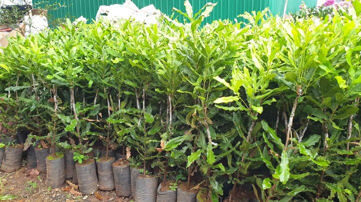 Cây giống mắc ca 2