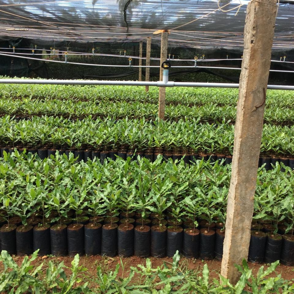 Cây giống mắc ca 3