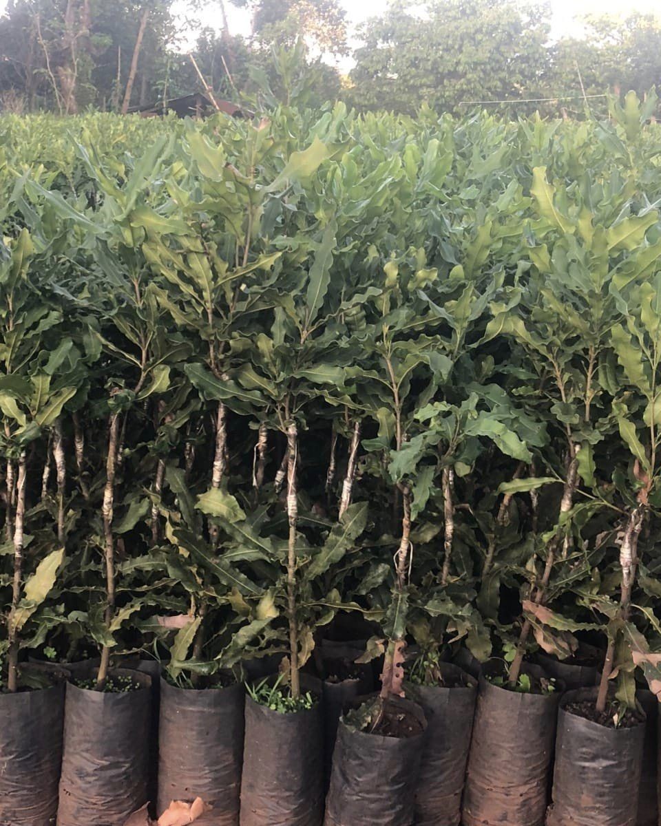 Cây giống mắc ca 4