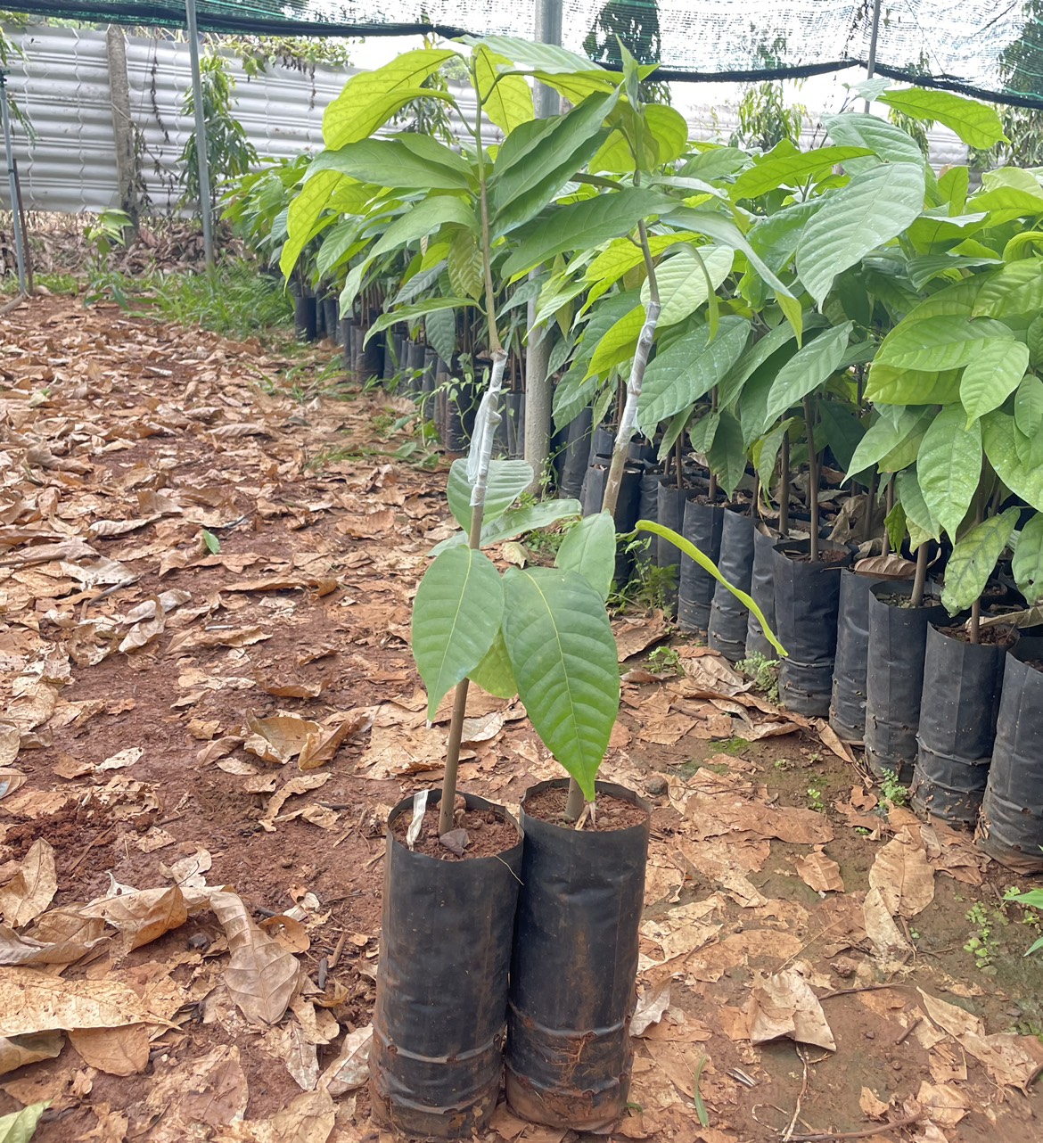 Cây giống mắc ca