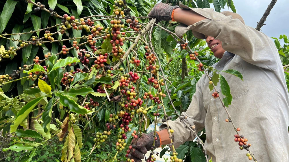 Chăm Vườn Cà Phê Đức Trọng Hiệu Quả, Tăng Năng Suất