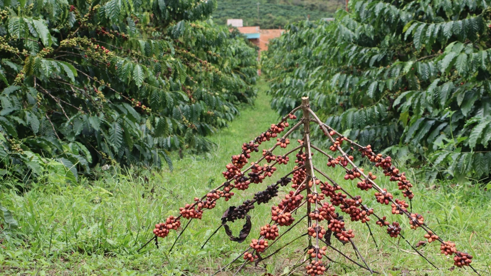 Chăm Vườn Cà Phê Bảo Lộc Hiệu Quả