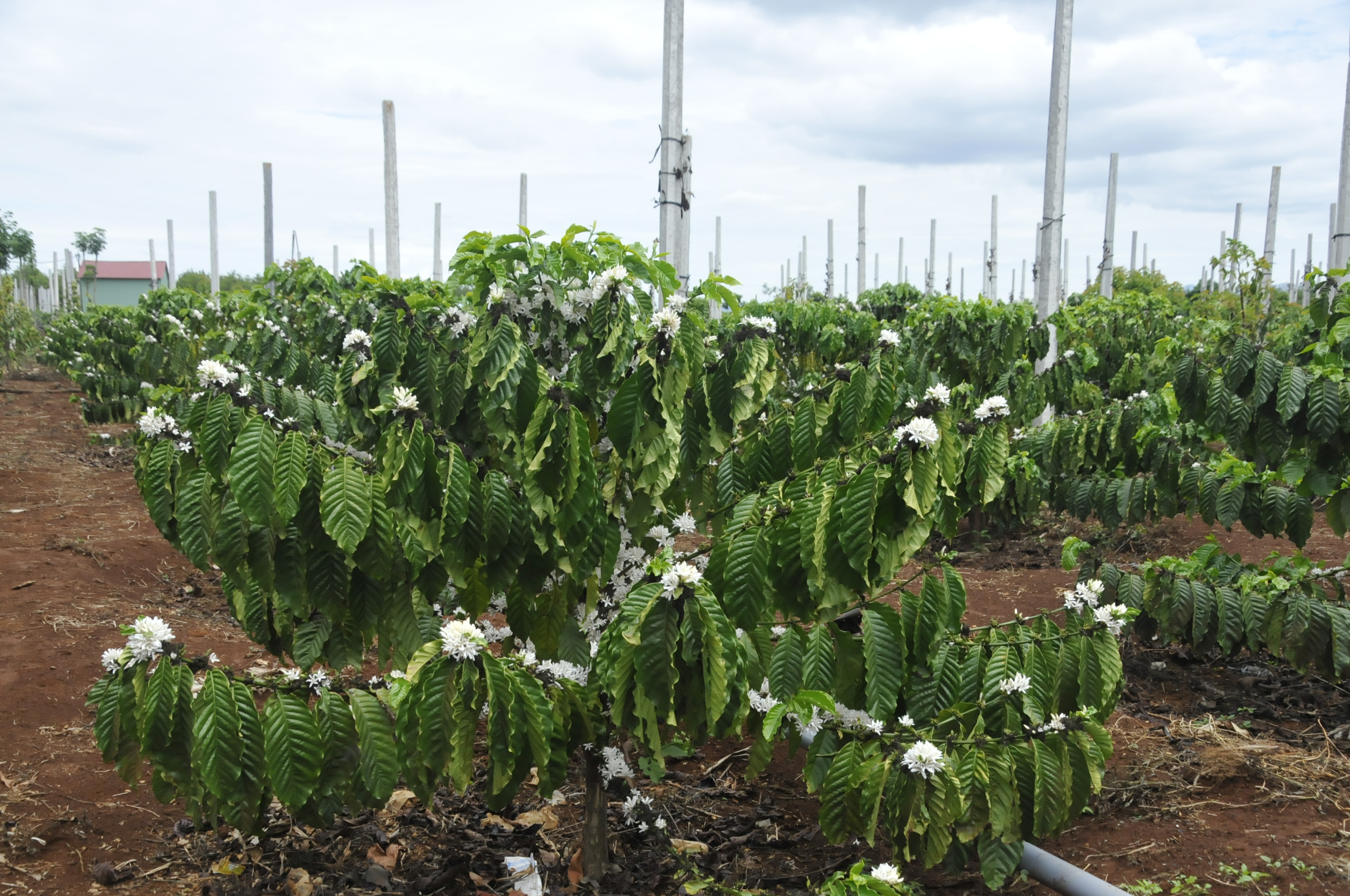 Chăm Vườn Cà Phê Đức Trọng Hiệu Quả, Tăng Năng Suất