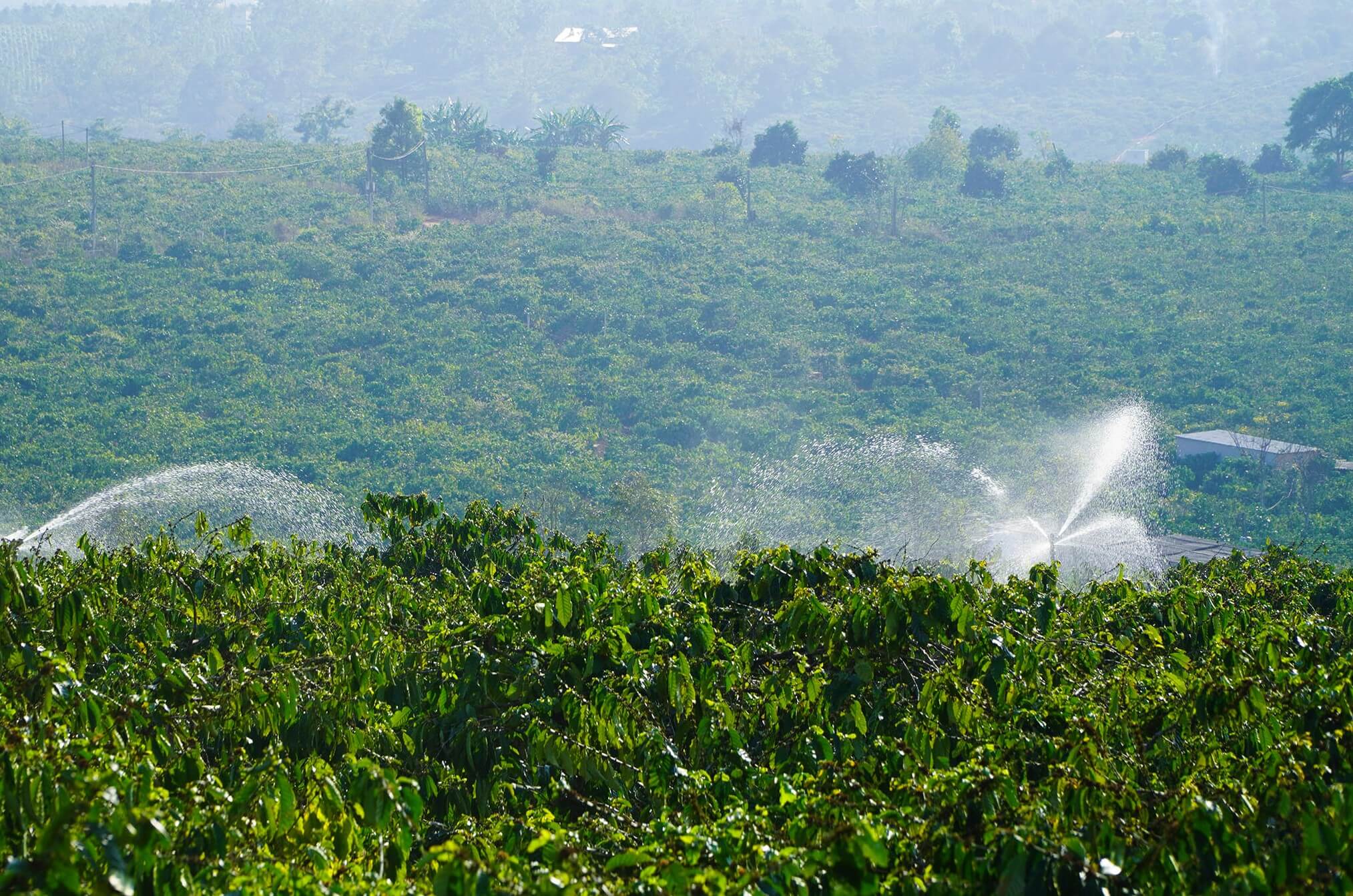 Dịch Vụ Chăm Vườn Cà Phê Lâm Đồng