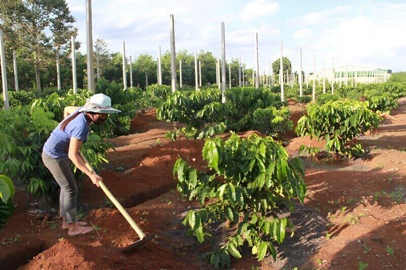 Dịch Vụ Chăm Vườn Cà Phê Lâm Đồng Chuyên Nghiệp