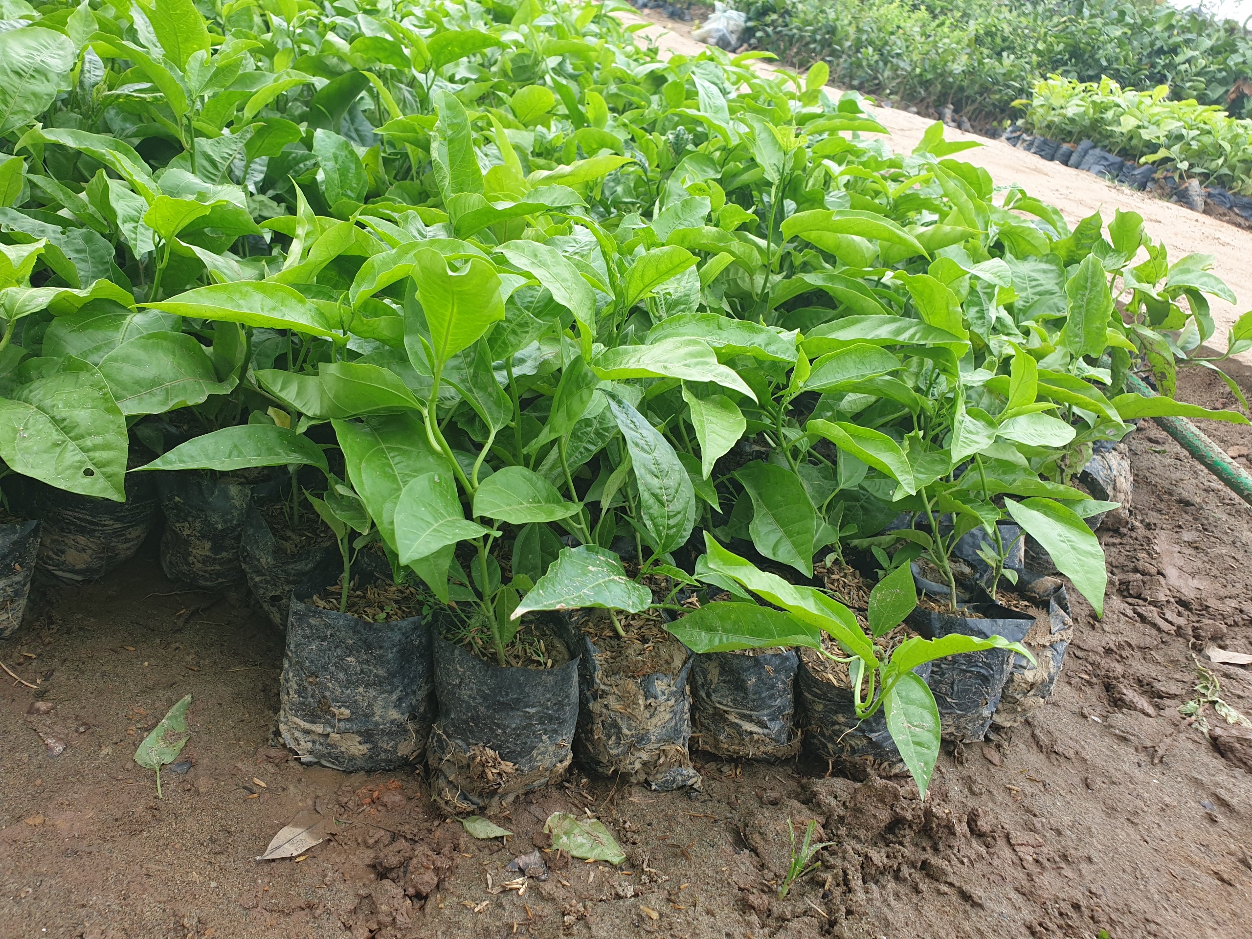 Cây Giống Chanh Dây Tím 2