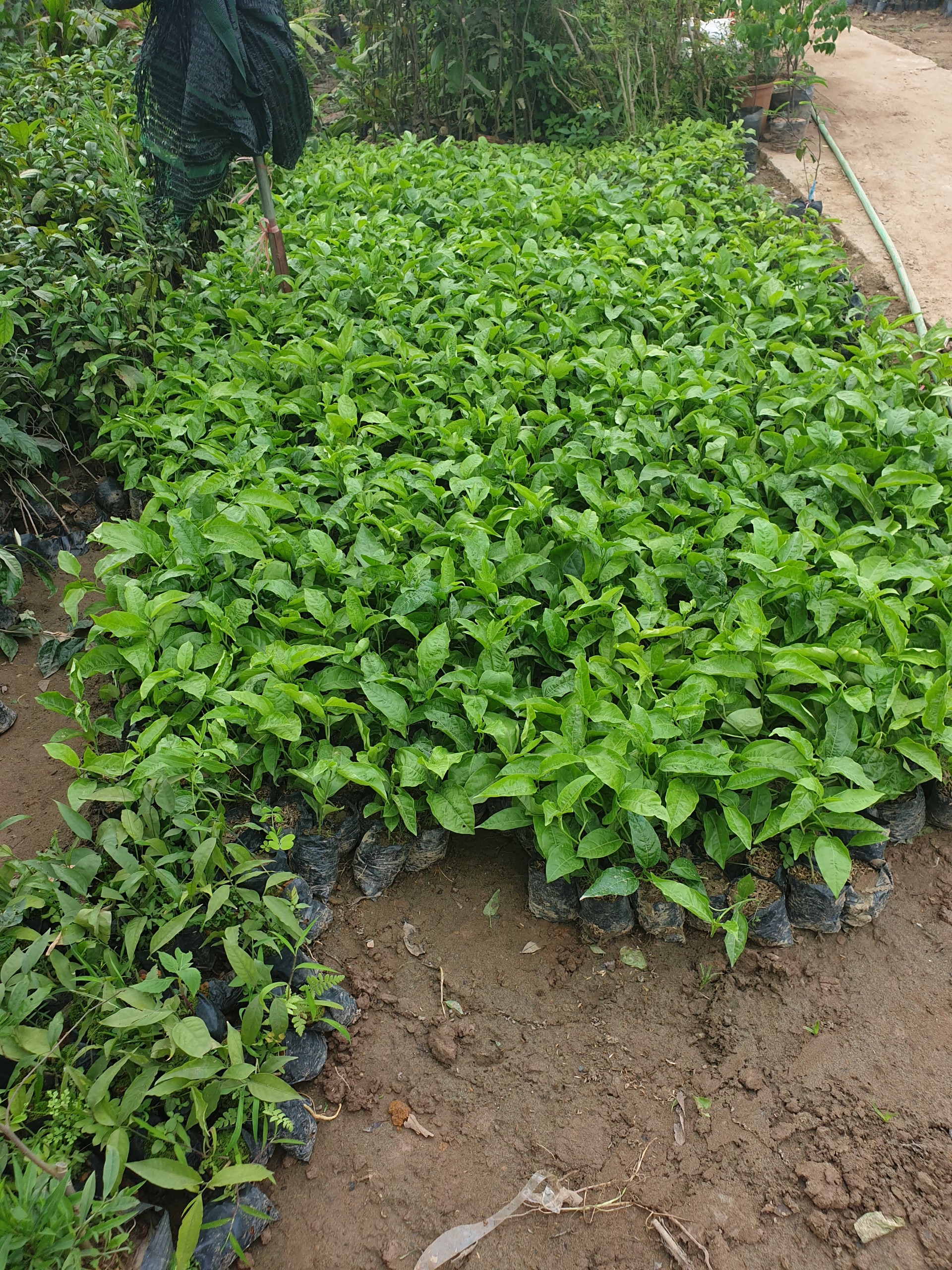 Cây Giống Chanh Dây Tím 3