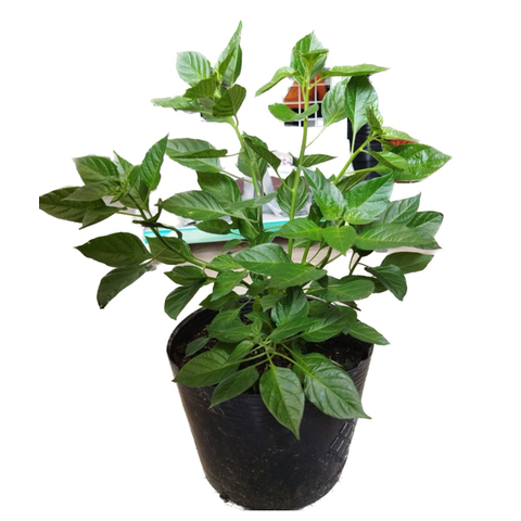 Cây Giống Chanh Dây Tím