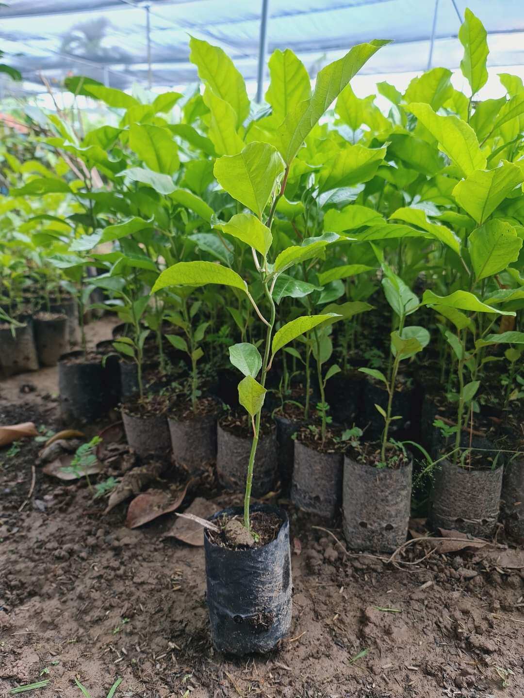 Cây Giống Chanh Dây Tím 4