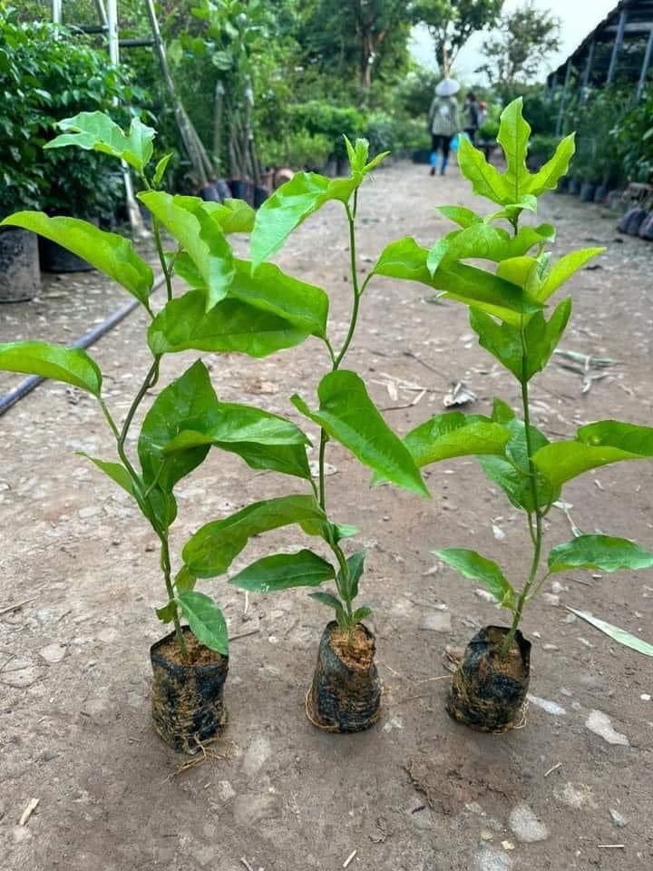 Cây giống chanh dây vàng 2