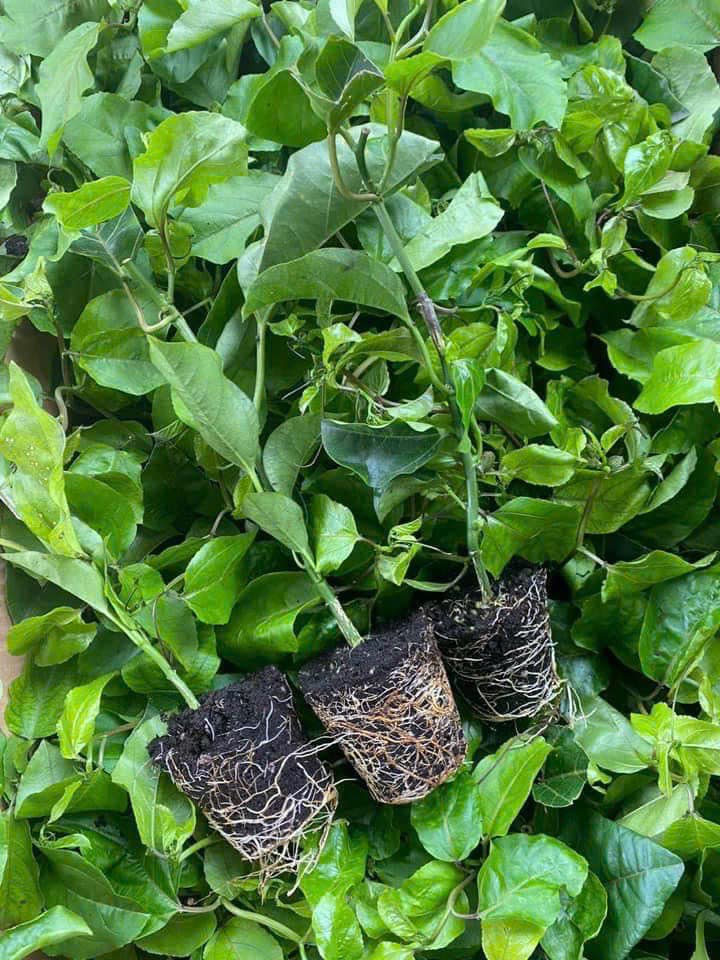 Cây giống chanh dây vàng 3