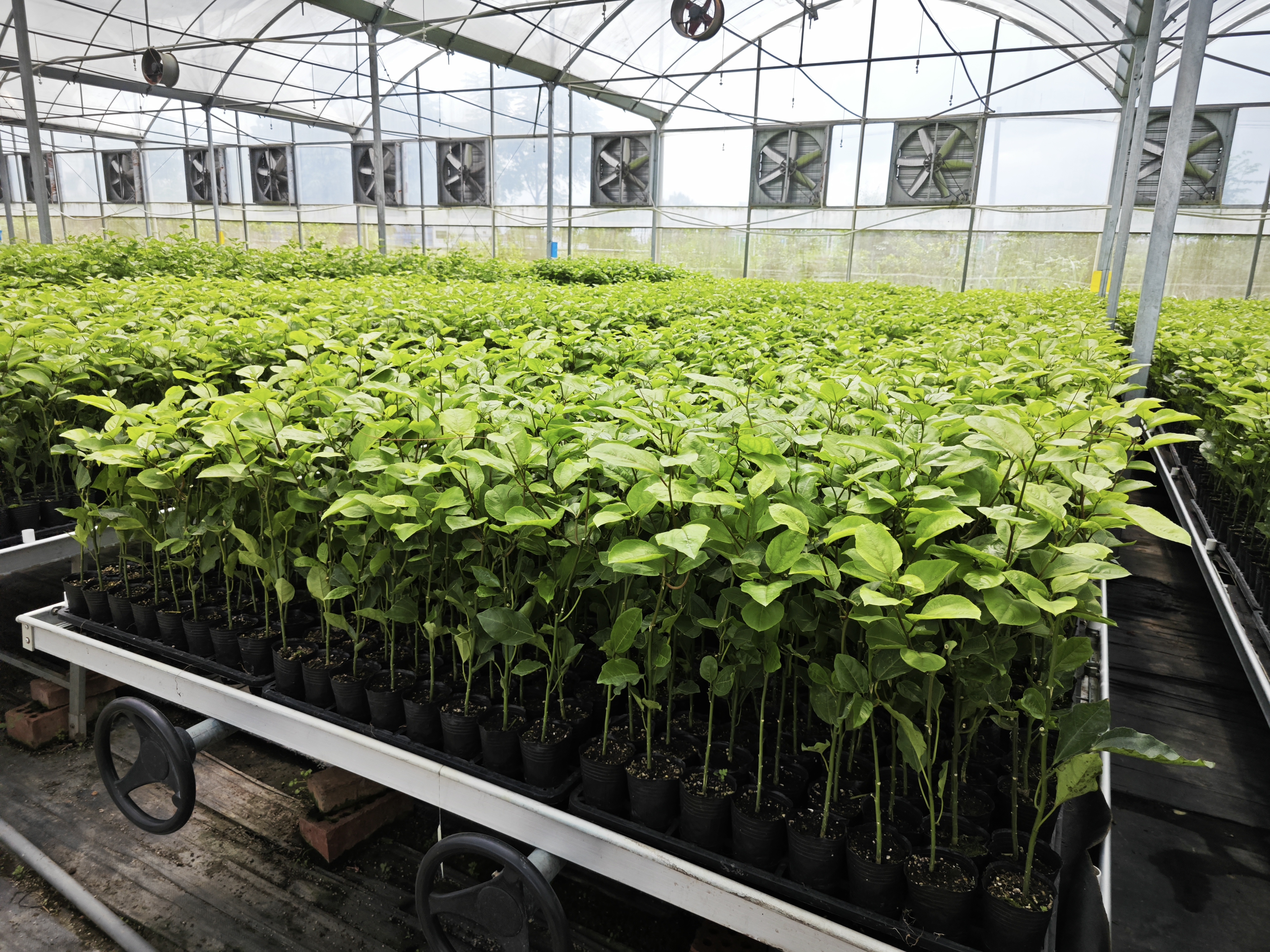 Cây giống chanh dây vàng 4