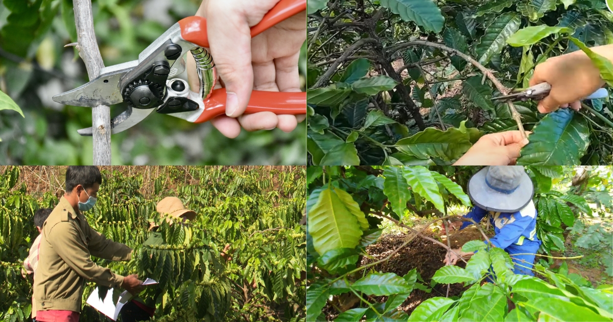 Dịch vụ chăm vườn cà phê trọn gói