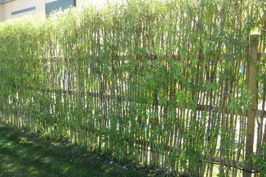 Trồng Tre Trúc Làm Hàng Rào Đẹp, Không Xâm Lấn Tự Nhiên