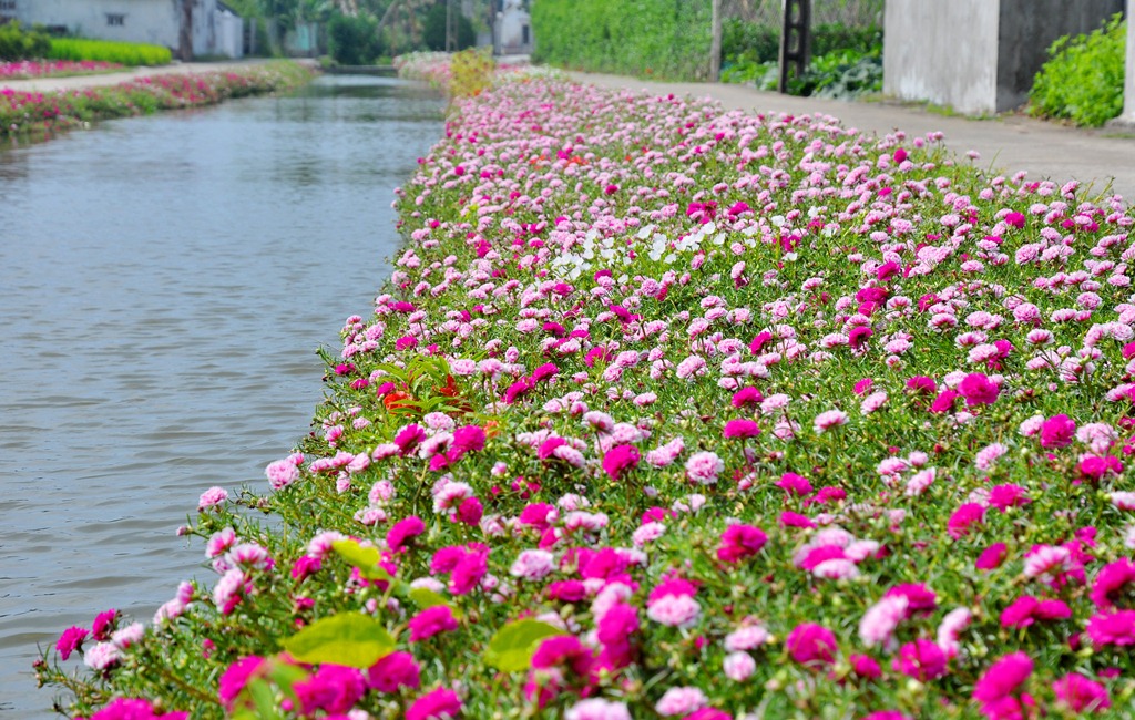 Hoa mười giờ 2