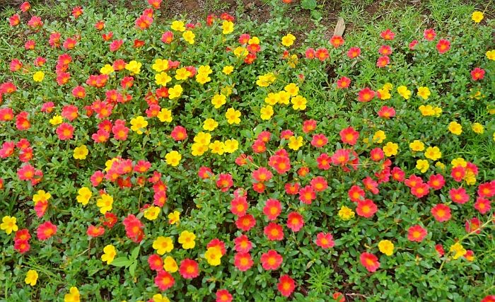 Hoa mười giờ 3