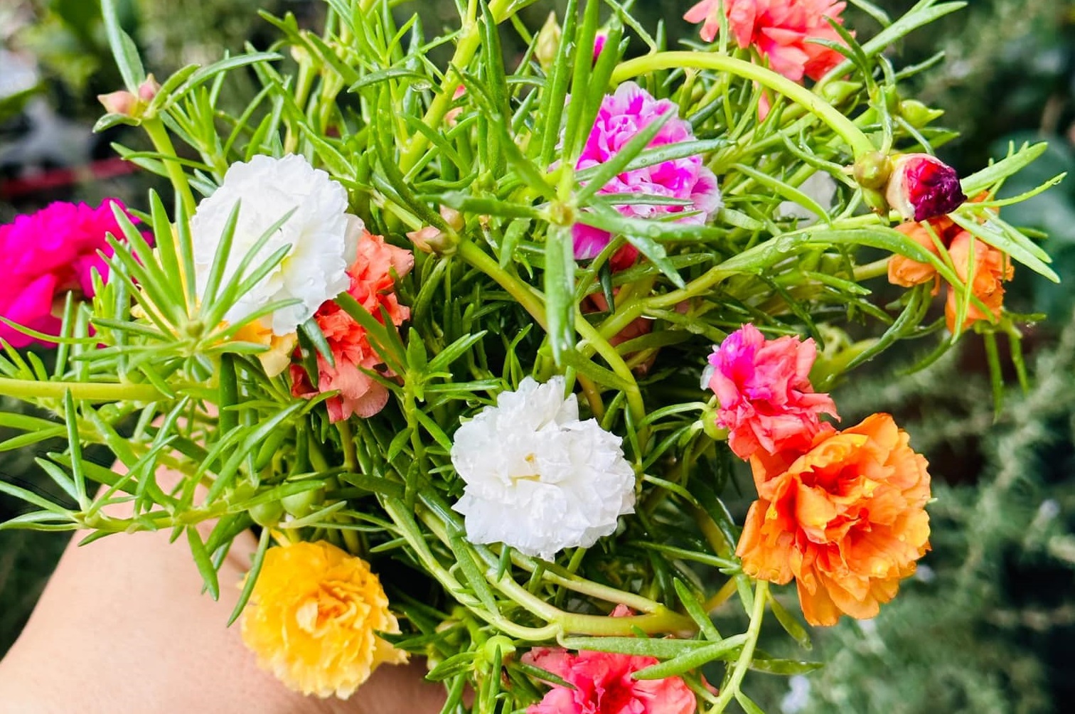 Hoa mười giờ