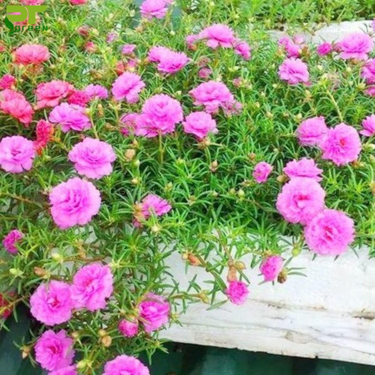 Hoa mười giờ 4