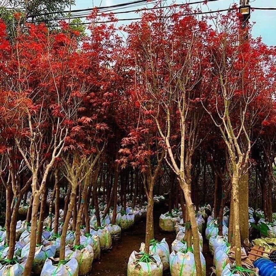 Cây Phong Lá Đỏ 4