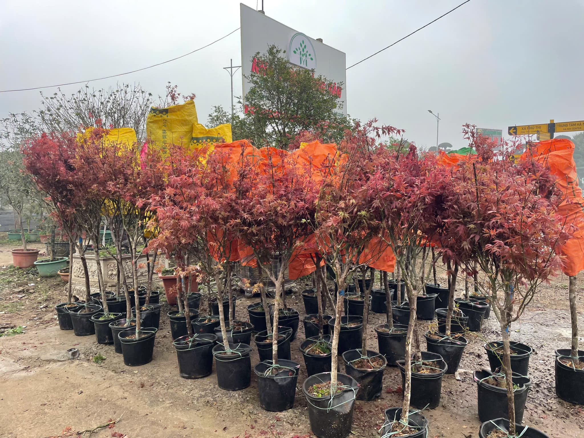 Cây Phong Lá Đỏ 5