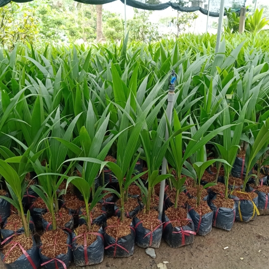 Cây giống dừa xiêm lùn 2