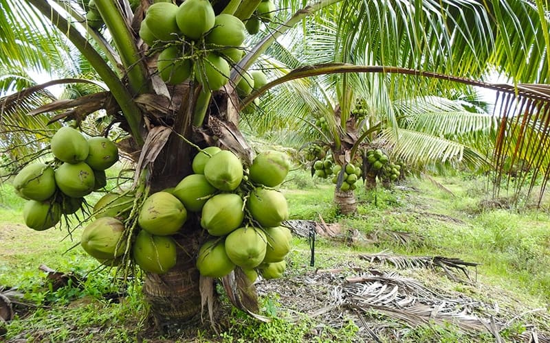 Cây giống dừa xiêm lùn