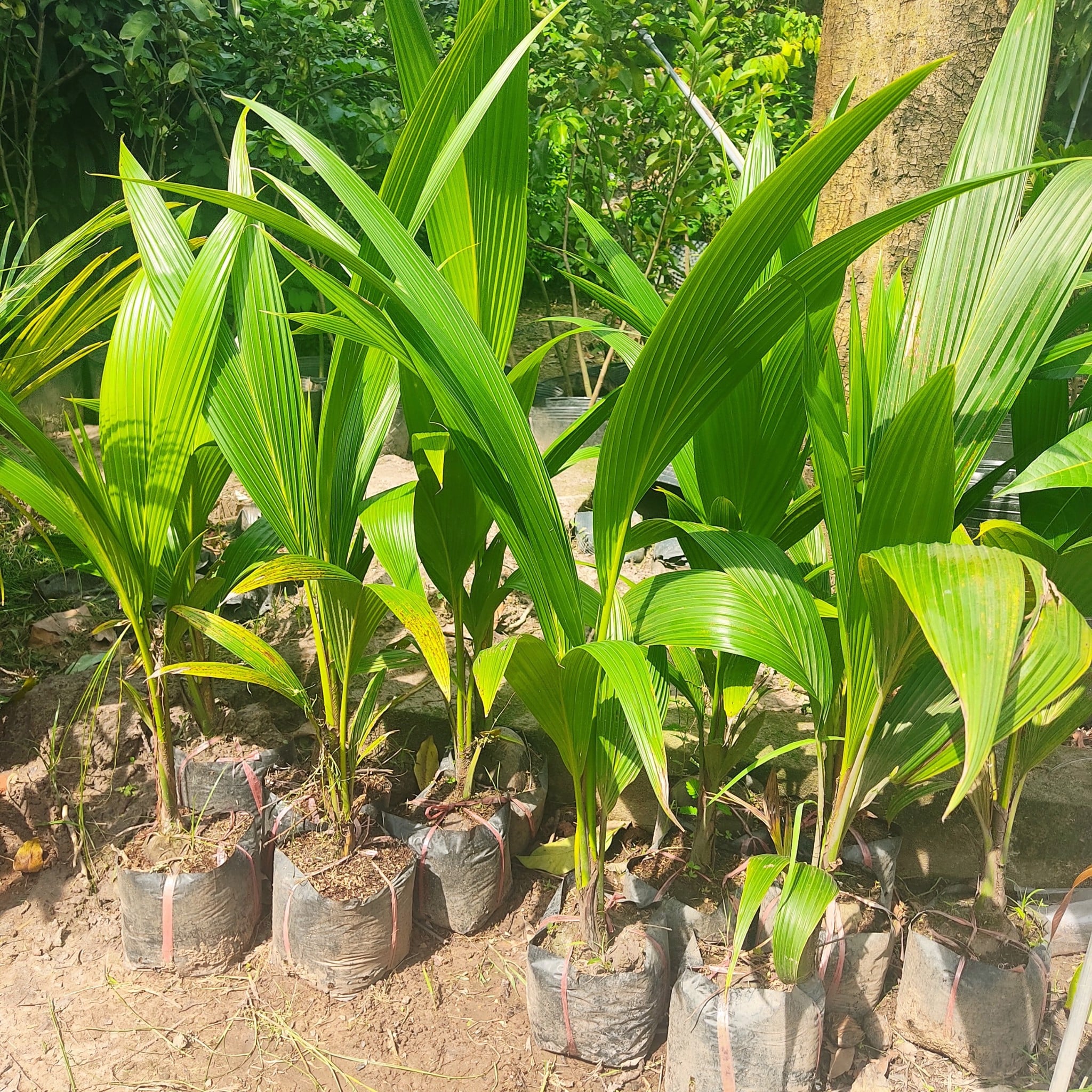 Cây giống dừa xiêm lùn 3