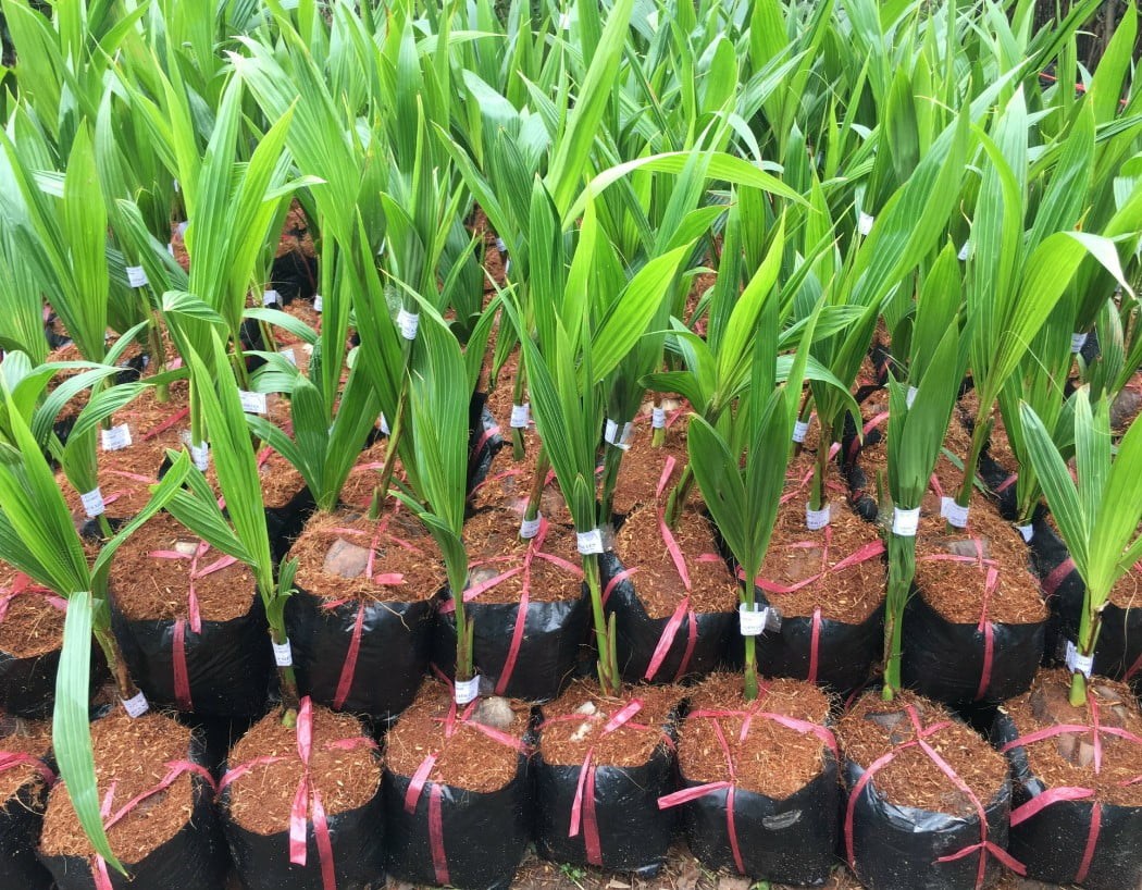 Cây giống dừa xiêm lùn 4