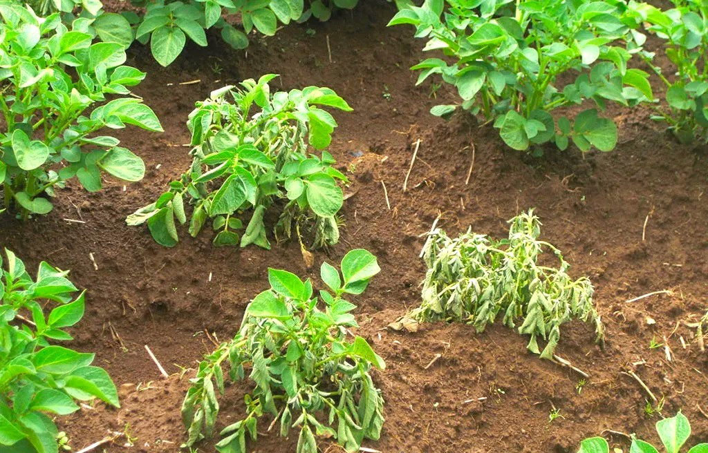 Cây Mới Trồng Bị Héo: Nguyên Nhân & Cách Xử Lý Hiệu Quả