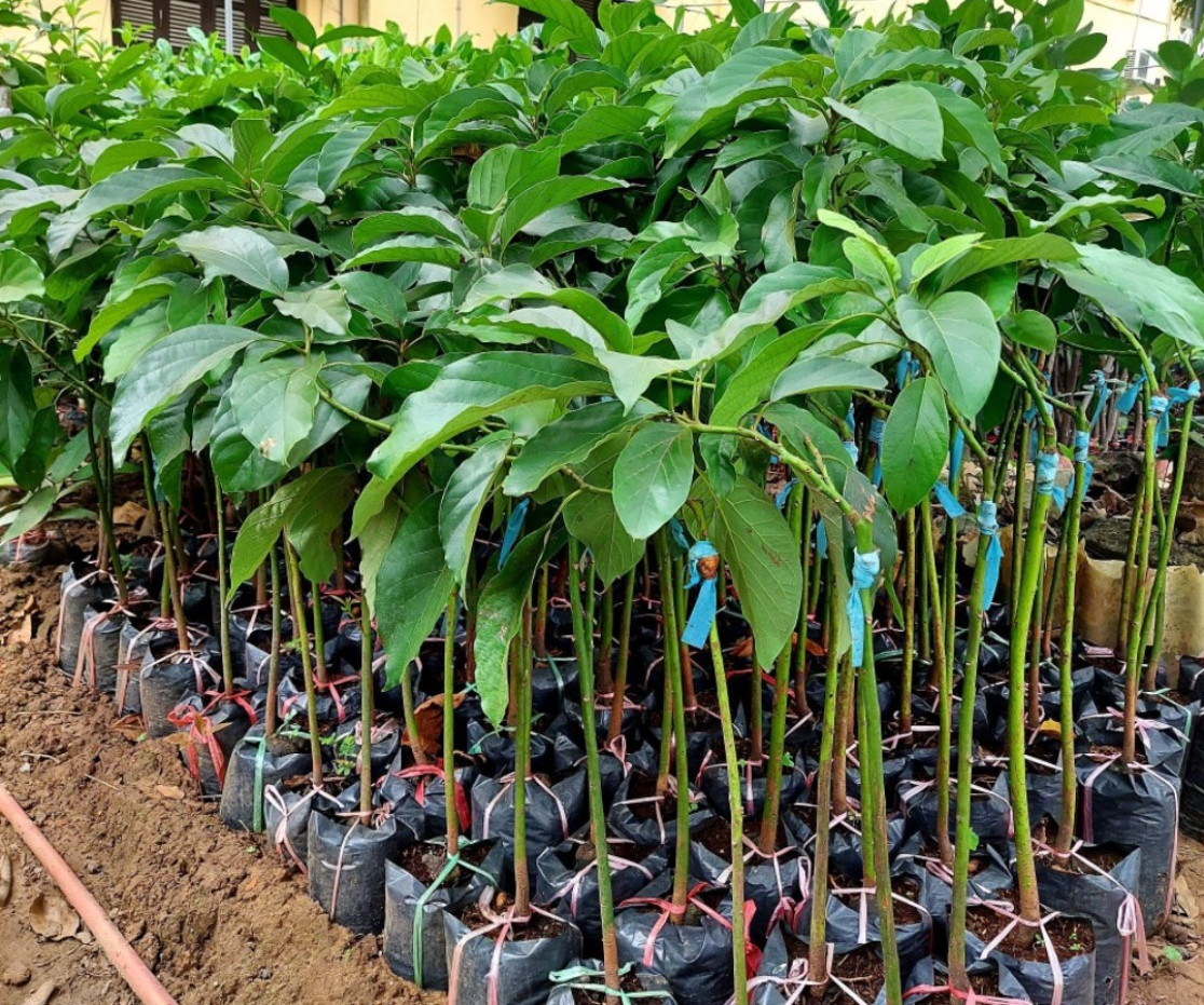 Cây Giống Bơ Tại Lâm Đồng: Giống Trái Nhiều, Tỷ Lệ Sống Cao