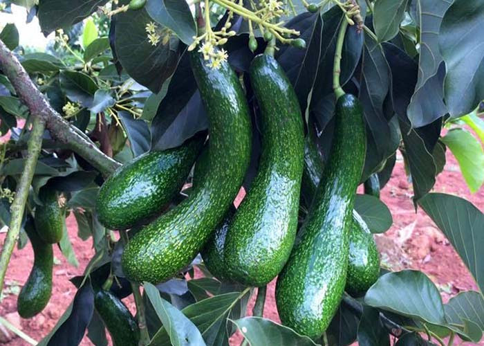 Cây Giống Bơ Tại Lâm Đồng: Giống Trái Nhiều, Tỷ Lệ Sống Cao