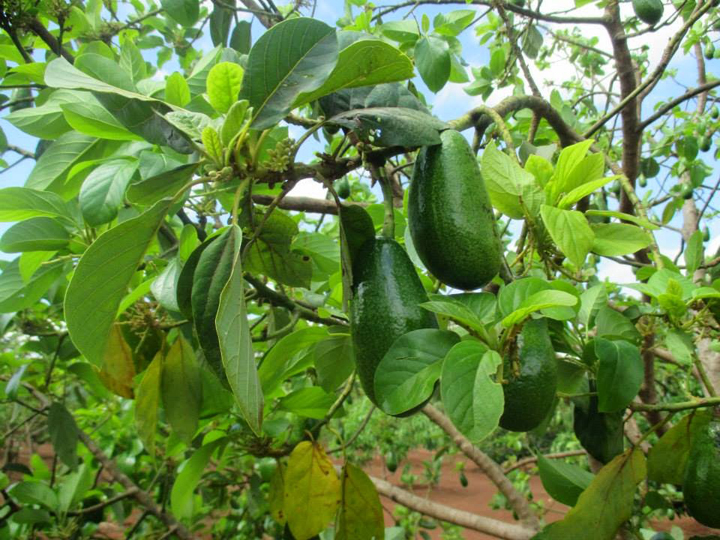 Cây Giống Bơ Tại Lâm Đồng: Giống Trái Nhiều, Tỷ Lệ Sống Cao