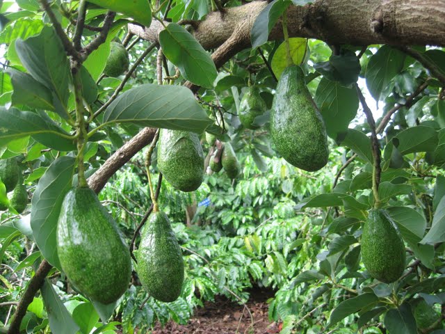 Cây Giống Bơ Tại Lâm Đồng: Giống Nào Trái Nhiều, Tỷ Lệ Sống Cao?