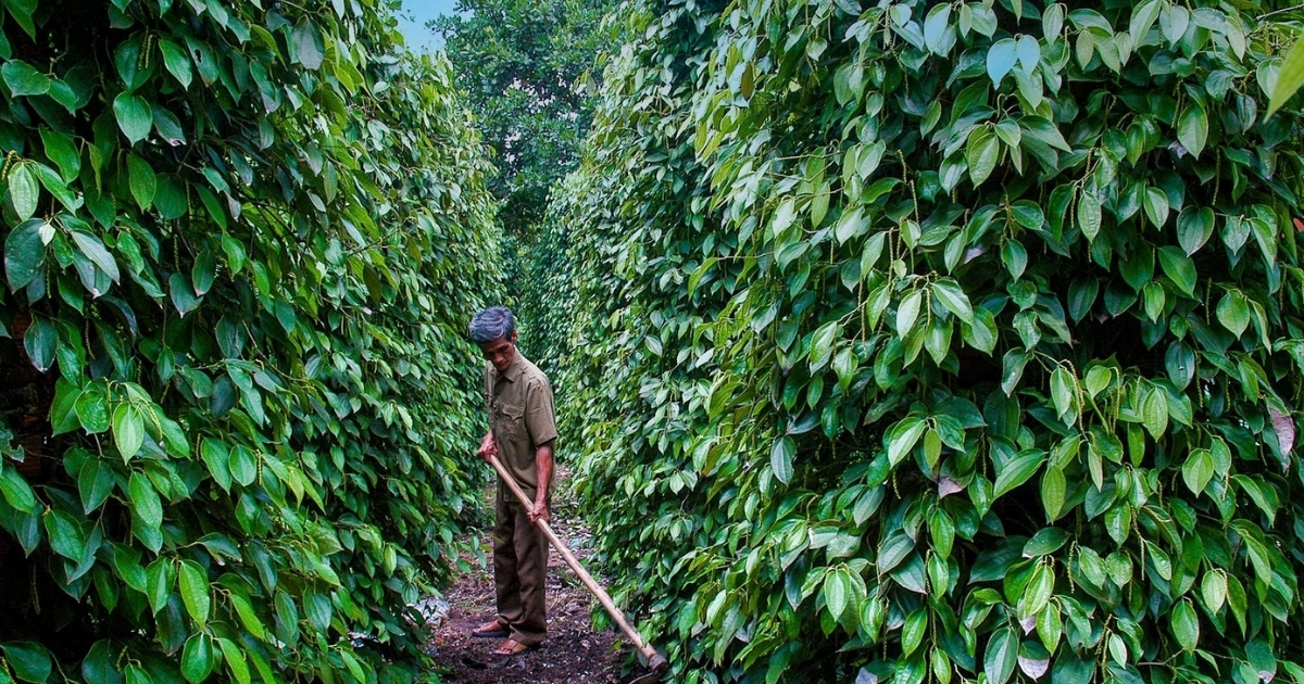 Dịch Vụ Chăm Vườn Trọn Gói Bảo Lộc Uy Tín