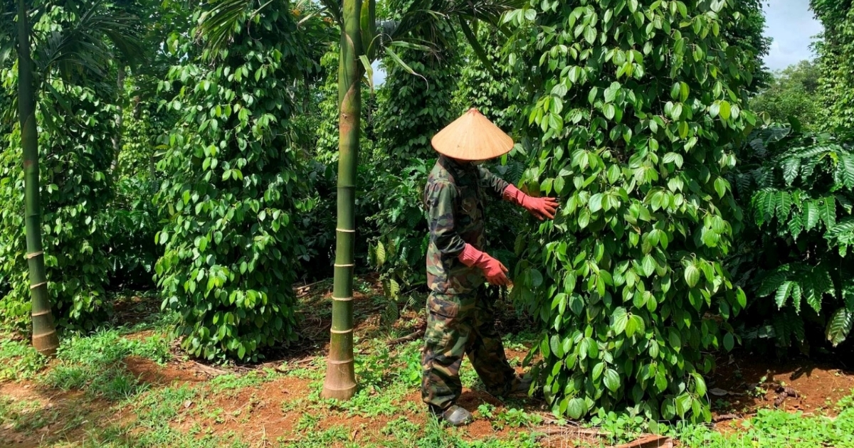 Dịch Vụ Chăm Vườn Trọn Gói Bảo Lộc Uy Tín