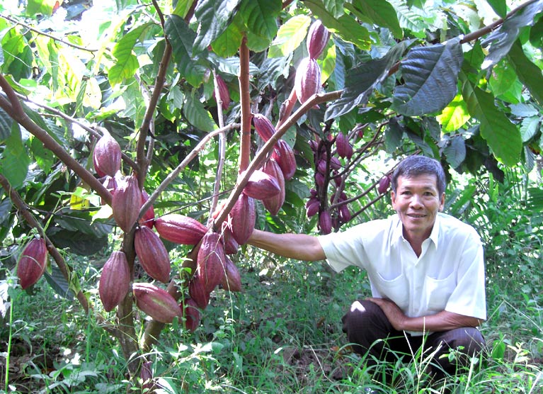 Dịch Vụ Chăm Vườn Trọn Gói Bảo Lộc: So Sánh Gói Tháng, Quý Và Năm