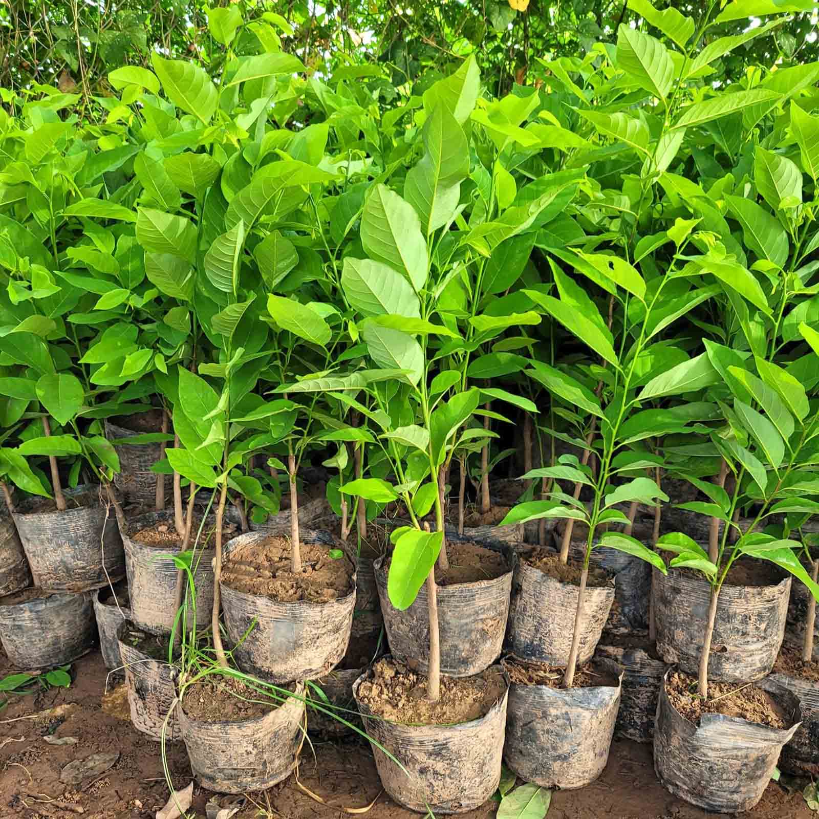Cây Giống Na 2