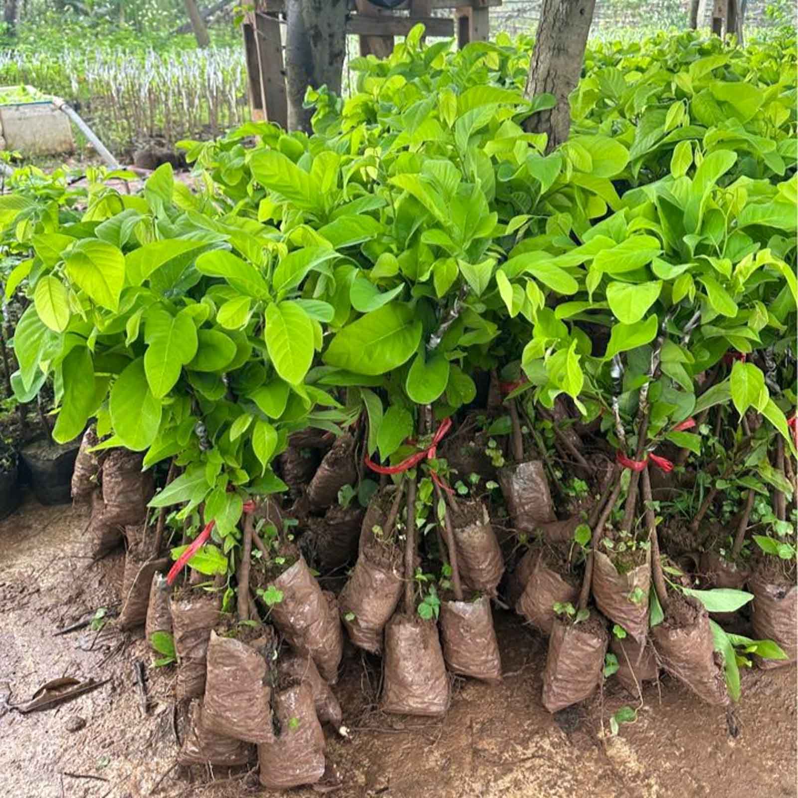 Cây Giống Na 3
