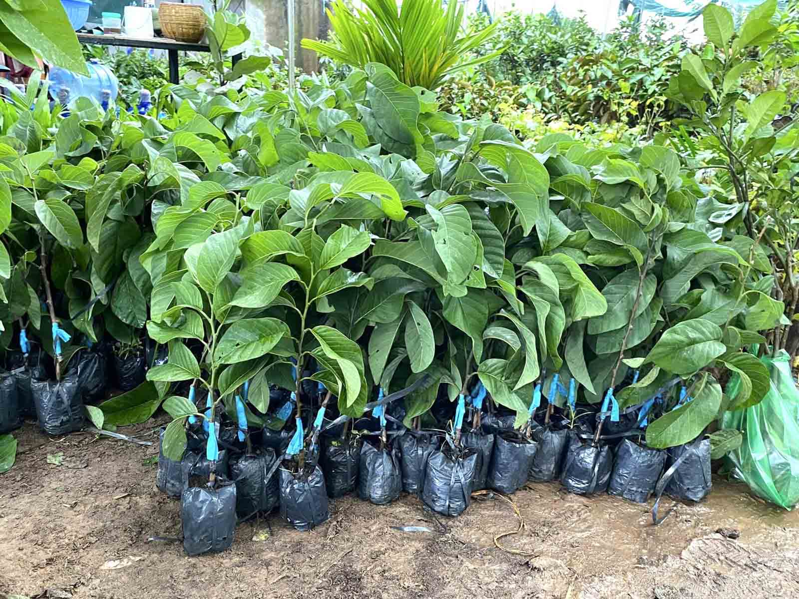 Cây Giống Na 4