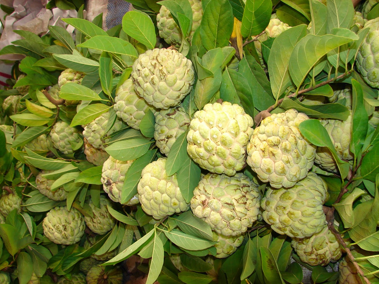 Cây Giống Na